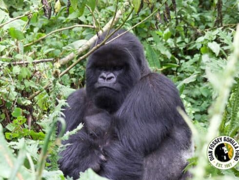 SBK Celebrates World Gorilla Day